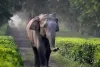 असम में हाथी के हमले में दो वन रक्षकों सहित तीन की मौत