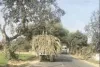 नियम तोड़ दौड़ रहे ओवरलोड गन्ना लदे ट्राॅले