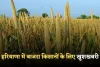Haryana: हरियाणा में बाजरा किसानों के लिए खुशखबरी! सरकार ने किया ये ऐलान 