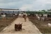 जब सरकारी गौशाला से मवेशी गायब, तो भरण-पोषण का पैसा कहां जा रहा?