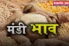 Mandi Bhav: नरमा-धान समेत सभी फसलों के ताजा भाव जारी, देखें आज के नए रेट 