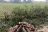 लकड़ी माफिया फिर सक्रिय, हरे नीम के पेड़ों की कटाई से ग्रामीण चिंतित
