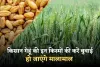 Gehun Ki Kheti: किसान गेहूं की इन किस्मों की करें बुवाई, हो जाएंगे मालामाल 