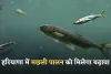 Haryana: हरियाणा में मछली पालन को मिलेगा बढ़ावा, इन जिलों में बनेगी मत्स्य मंडियां