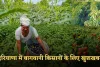 Haryana: हरियाणा में बागवानी किसानों के लिए खुशखबरी, सरकार दे रही इतनी सब्सिडी 