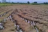 लगातार बारिश से सड़ने लगा धान, गन्ने को भी नुकसान