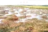 लगातार बारिश से बर्बाद हुई किसानों की मेहनत - धान सड़ने लगी, आलू की बुआई पर संकट