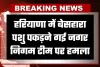 Haryana: हरियाणा में बेसहारा पशु पकड़ने गई नगर निगम टीम पर हमला, जानें पूरा मामला 