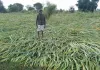  बेमौसम बारिश ने किसानों की बढ़ाई चिंता, सरसों व गेहूं की फसल को नुकसान