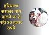 Haryana: हरियाणा सरकार गाय पालने पर दे रही 30 हजार रुपये, ऐसे उठाएं लाभ 