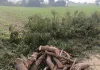 लकड़ी माफिया फिर सक्रिय, हरे नीम के पेड़ों की कटाई से ग्रामीण चिंतित