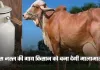 Best Cow Breed: इस नस्ल की गाय किसान को बना देगी मालामाल, बाल्टी भर-भर के देगी दूध 