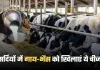 Winter Animal Care: सर्दियों में गाय-भैंस को खिलाएं ये चीज, बाल्टी भर-भर के देगी दूध