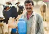 कृषि से समृद्धि की राह पर बिहार दुग्ध उत्पादन में नई क्रांति का निश्चय
