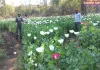 चौपारण थाना क्षेत्र में अवैध अफीम की खेती नष्ट