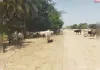 किसानों के लिए मुसीबत बने छुट्टा पशु