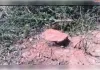 मऊ गांव में हंसवा ड्रेन की पटरी पर खड़े बेशकीमती सरकारी पेड़ों पर वन माफियाओं ने चलाया आरा