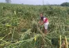 आंधी-तूफान और ओलावृष्टि से फसलों को भारी नुकसान, किसान चिंतित