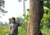 पडरौना वन क्षेत्र में दिनदहाड़े पेड़ कटान का वीडियो वायरल, ग्रामीणों ने वन विभाग पर लगाया मिलीभगत का आरोप