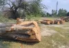 वन माफिया बेखौफ होकर चला रहे हरियाली पर आरा