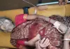 बिजली की टूटी तार की चपेट में आकर वृद्ध महिला गंभीर रूप से झुलसी