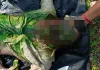 गोरखपुर ; रामगढ़ताल में युवक का शव मिलने से सनसनी, पत्नी ने साढ़ू पर जताया शक