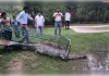 राजस्थान नहर से एक बड़ा घड़ियाल बचाया गया