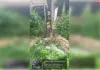 तहसील टांडा में बाढ़ प्रभावित गांवों में 7 से 31 जुलाई तक राहत चौपालों का आयोजन