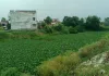 तमसा की अंतिम सांसें: जलकुंभी का कहर, गंदगी का तांडव