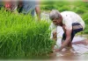 प्राकृतिक खेती की ओर बढ़ते कदम