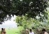 बाग की झाड़ियों में मिला 22 वर्षीय अज्ञात युवक का शव।
