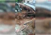 आंधी-बारिश ने छीनी गरीब परिवार की बेटी, झोपड़ी ढहने से छात्रा की मौत