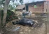 आकाशीय बिजली गिरने से दुधारू भैंस की मौत, पशुपालक को हुआ भारी नुकसान