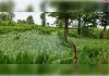 लगातार भारी बारिश से धान-मक्का समेत फसलें प्रभावित, पैदावार पर संकट