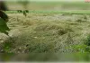 बारिश के साथ तेज हवा से धान की फसल गिरी, किसान परेशान