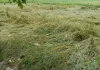 बेमौसम बारिश से बर्बाद हुई धान की फसल, किसानों की बढ़ी धड़कन