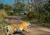 जिम कॉर्बेट में गार्ड पर झपटा बाघ, साथी ने लाठी से वार कर बचाई जान