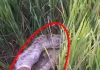 धान के खेत में अजगर ने नीलगाय को निगला
