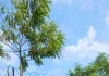 कुशीनगर : शिवा घाट पर चला स्वच्छता अभियान, पौधरोपण कर दिया स्वच्छता का संदेश