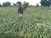  बेमौसम बारिश ने किसानों की बढ़ाई चिंता, सरसों व गेहूं की फसल को नुकसान