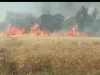 बिजली विभाग की लापरवाही से 15 बीघा गेहूं की फ़सल जलकर हुई राख 