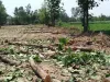 ग्राम पंचायत गनेशपुर, थाना रामपुर कलां में मिली भगत से कट रहे शागौन के पेड़