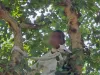 पेड़ पर चढ़कर आत्महत्या का प्रयास करने वाले व्यक्ति को सकुशल उतार कर पुलिस ने बचायी जान
