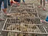 मथुरा की टीम ने पकड़े 151 बंदर