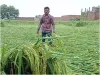 मिल्कीपुर: बारिश से खेत में गिरी धान की फसल, किसान हुए चिंतित कि बेकार न हो जाए पूरी मेहनत
