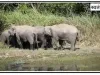 कुशीनगर : नेपाल से भारत में घुसा हाथियों का झुंड मचा रहे उत्पात