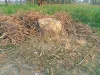 वन विभाग की मिलीभगत से लकडकट्टों ने बिना परमिट आम का पेड़ काट डाला 