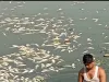 तालाब में जहर डाल मार दी मछलियां लाखों का नुकसान