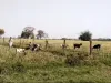 दबंगई के दम पर किसान की  फसल को बकरियों से कराया नष्ट