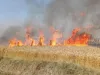 गेहूं के खेत में लगी आग, तीन किसानों की 16 बीघे फसल जली